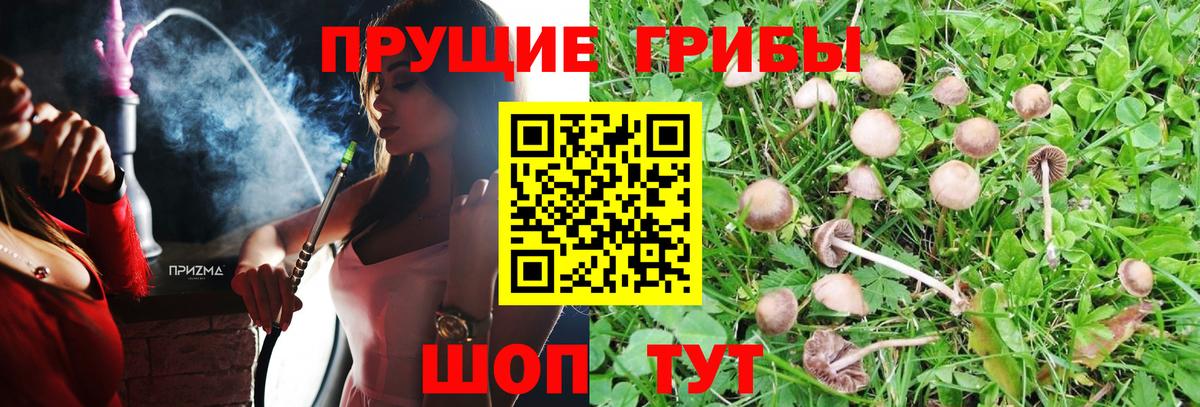 Псилоцибиновые грибы Psilocybe  Вход с VPN  Людиново  как найти наркотики  Галлюциногенные грибы Psilocybine cubensis 
